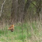 fliegender Fuchs