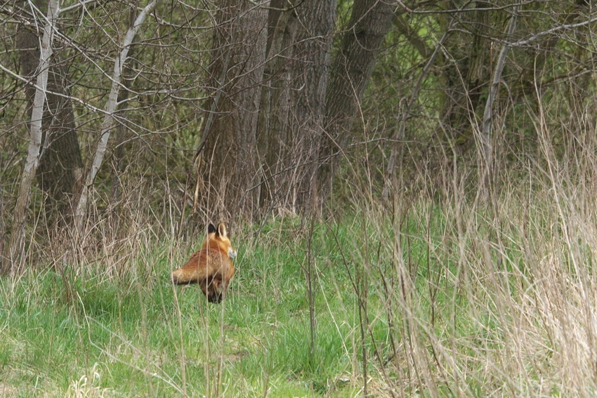 fliegender Fuchs