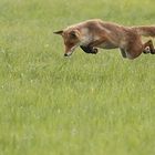 Fliegender Fuchs