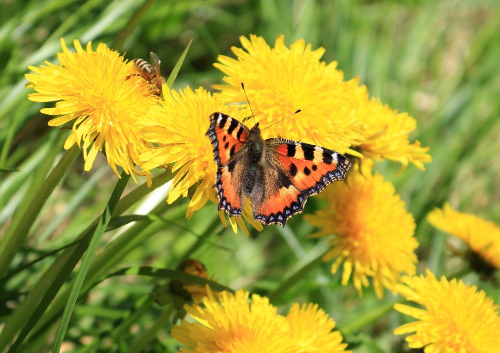 fliegender Fuchs