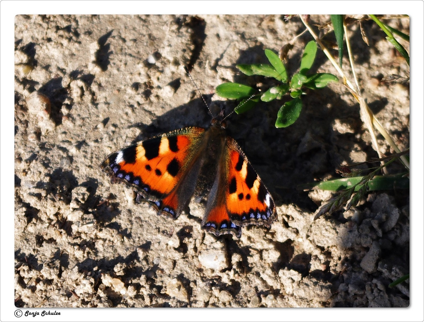 °° Fliegender Fuchs °°