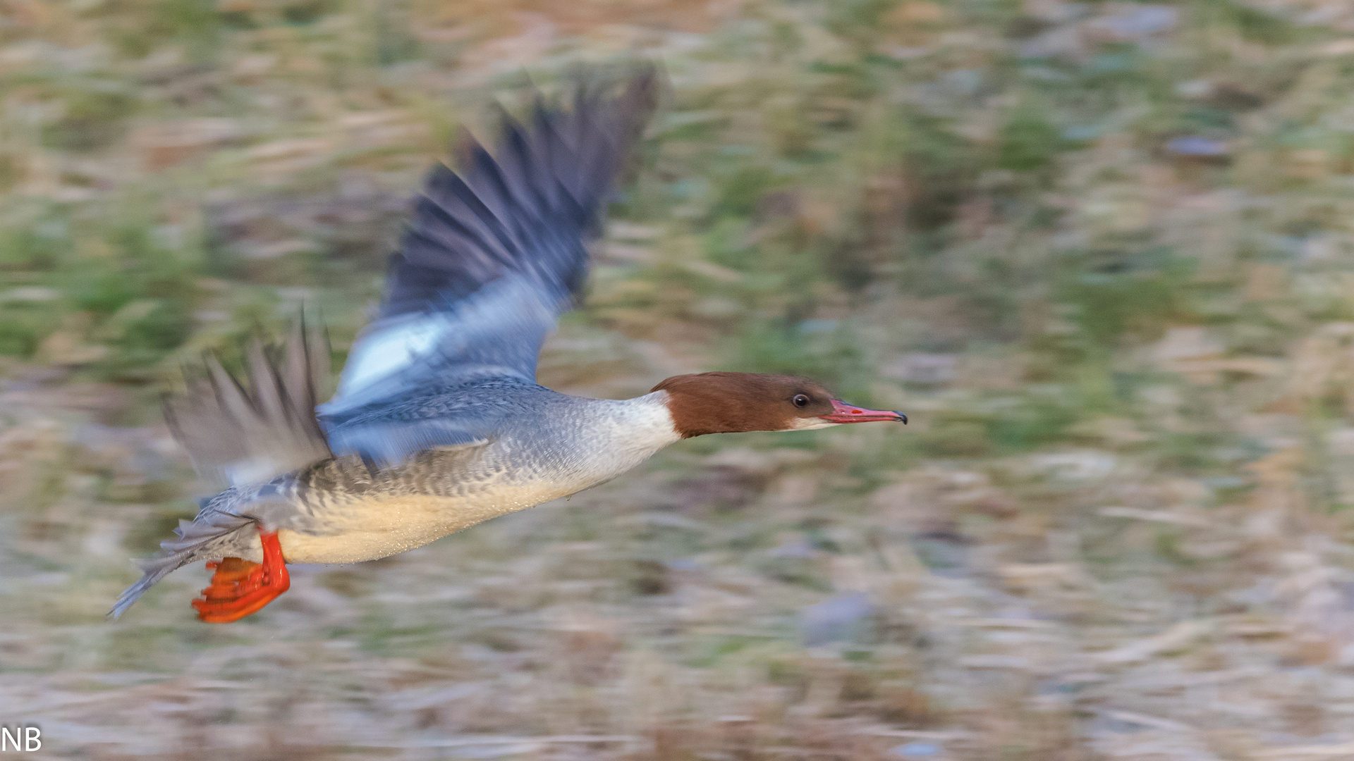 "Fliegender Gänsesäger  (w.)2024"