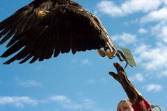 fliegender Glücksbote - Auch das ist die Photokina