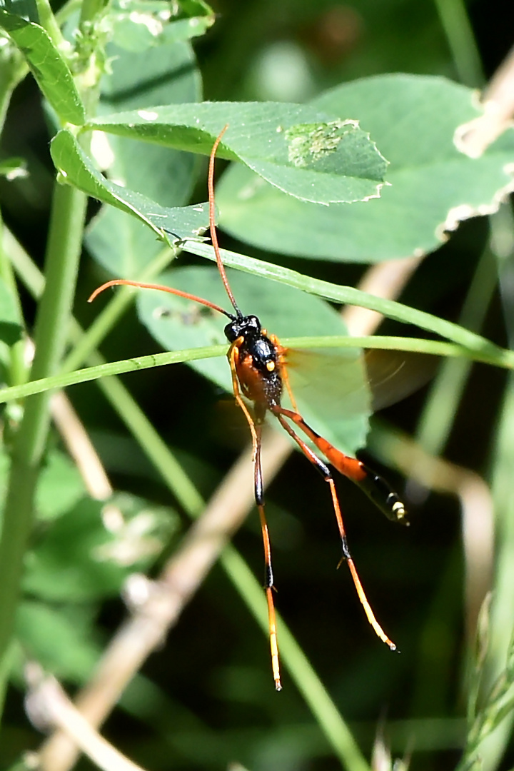 Fliegender Grashalm