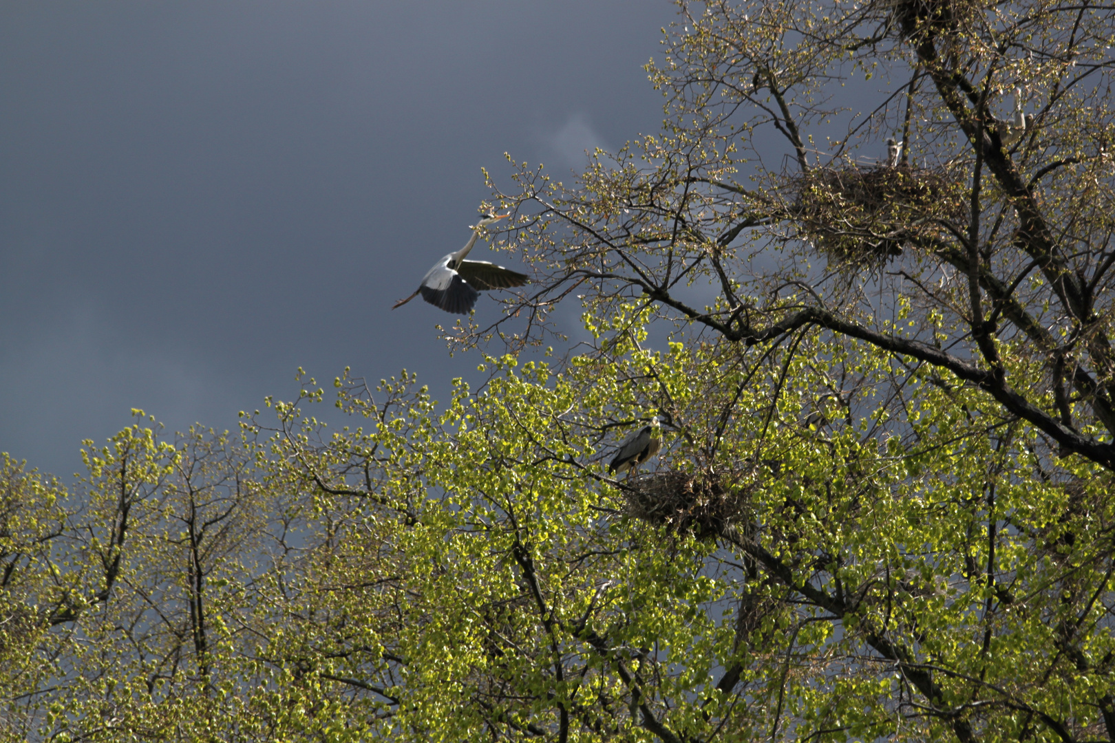 Fliegender Graureiher