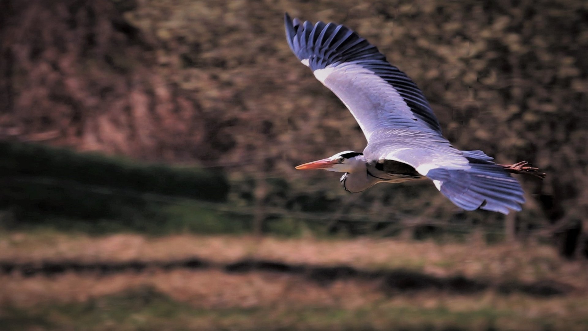 Fliegender Graureiher