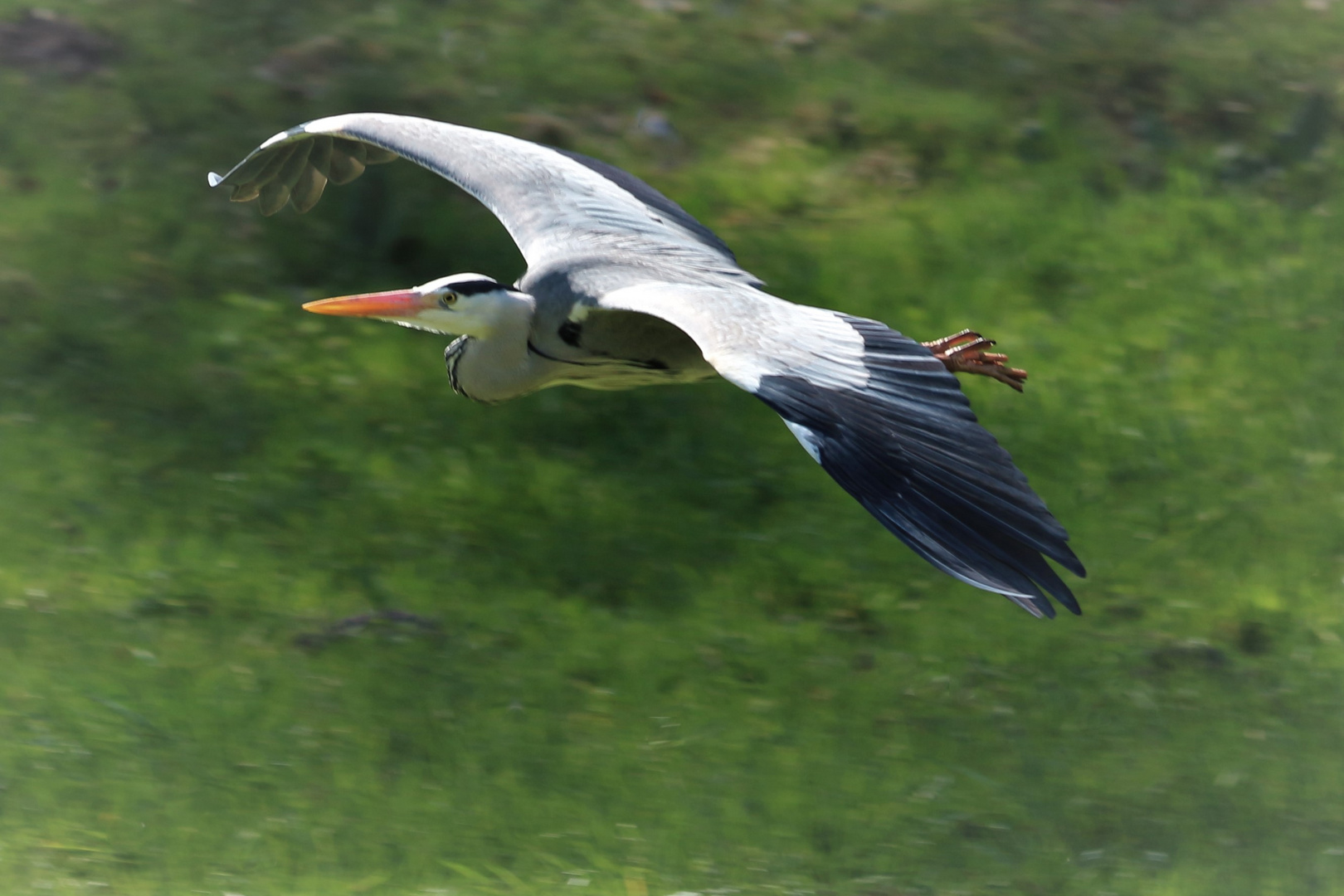 Fliegender Graureiher 2