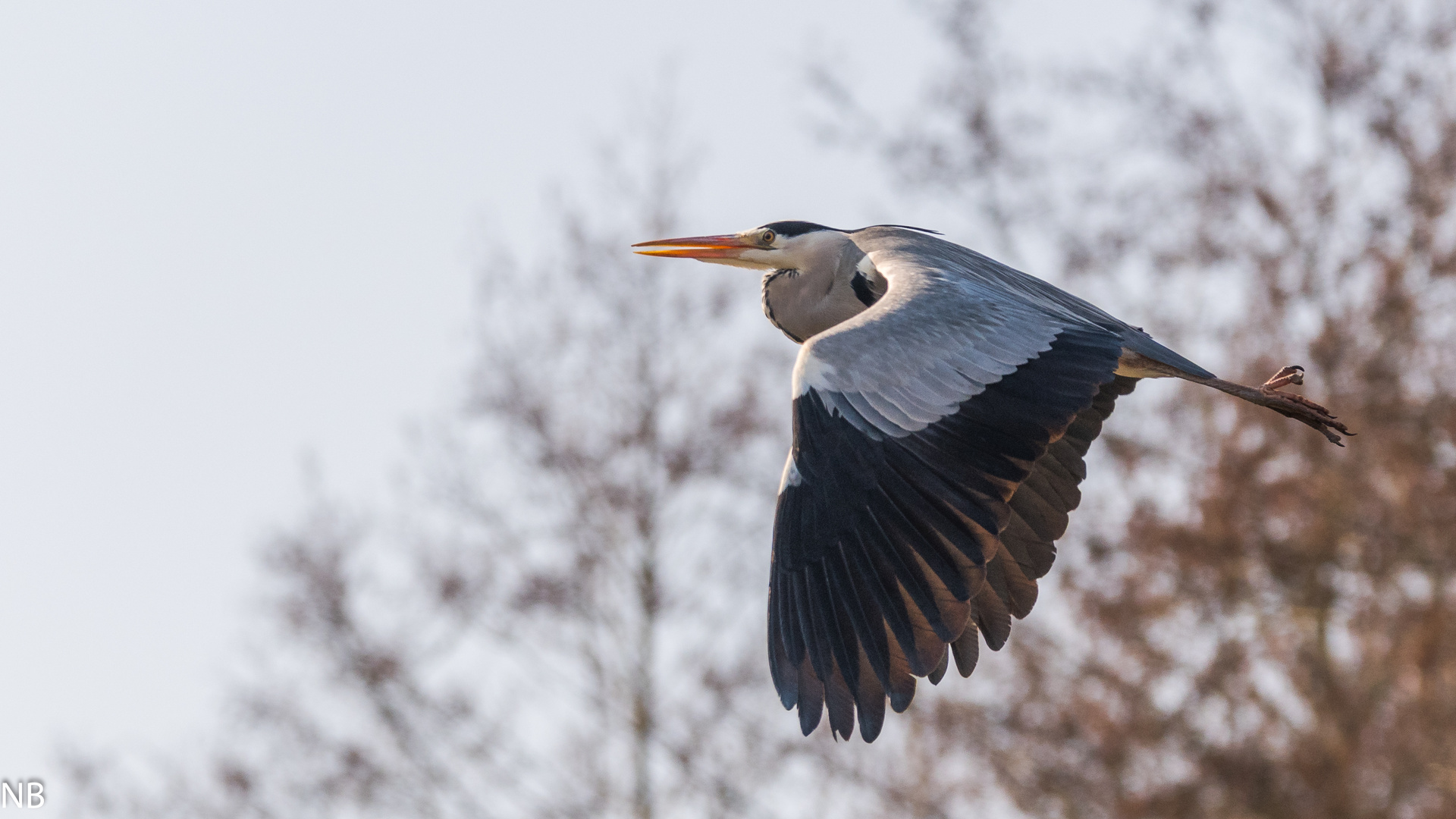 "Fliegender Graureiher 2024"