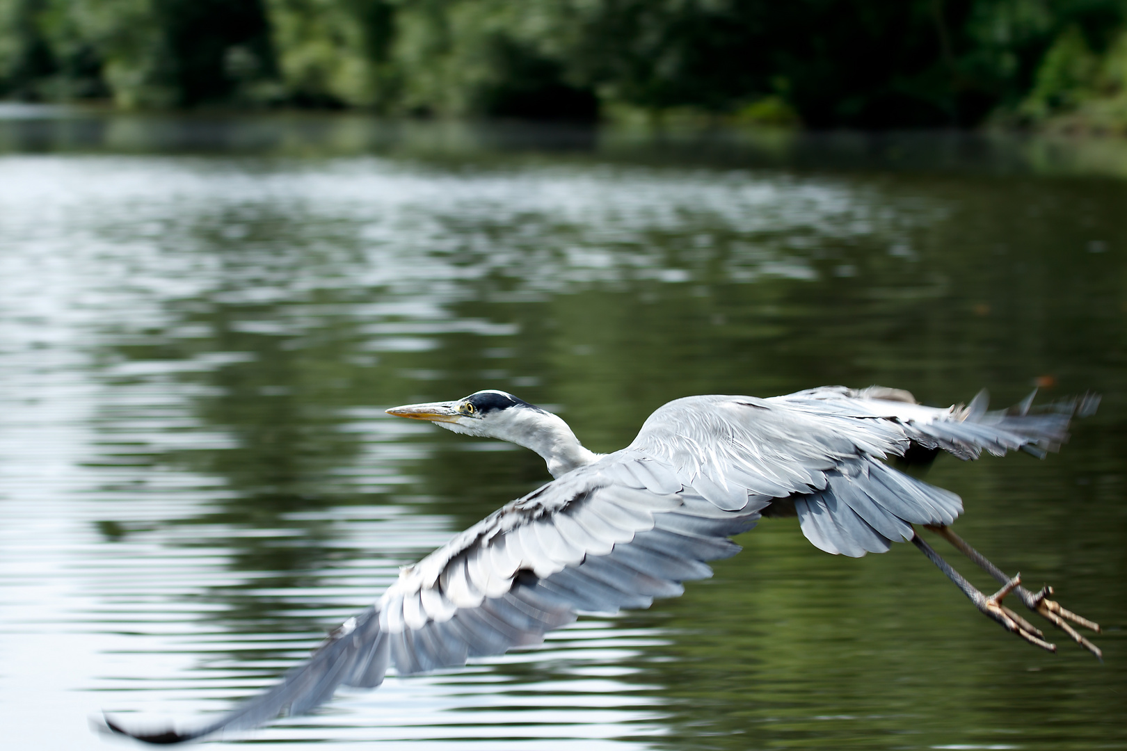 Fliegender Graureiher