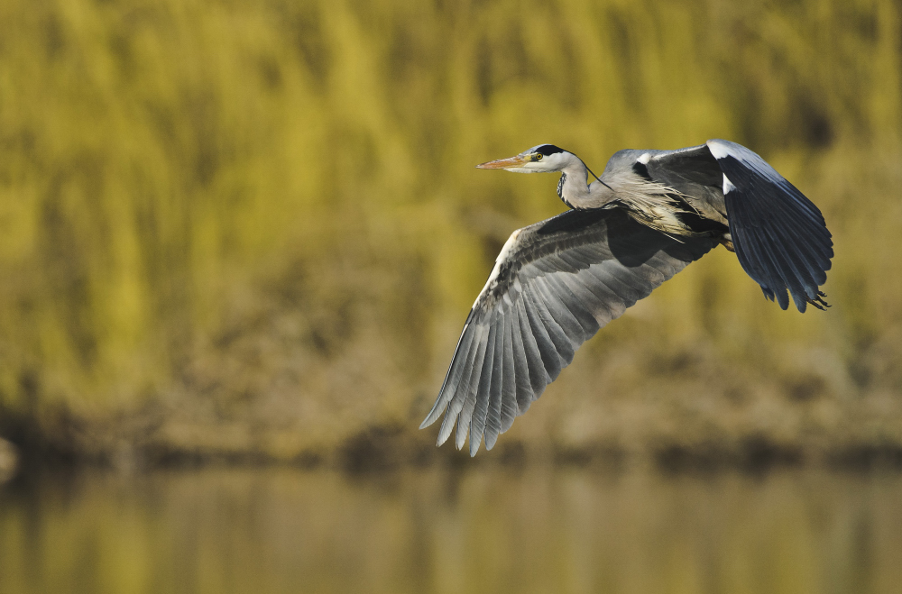 Fliegender Graureiher