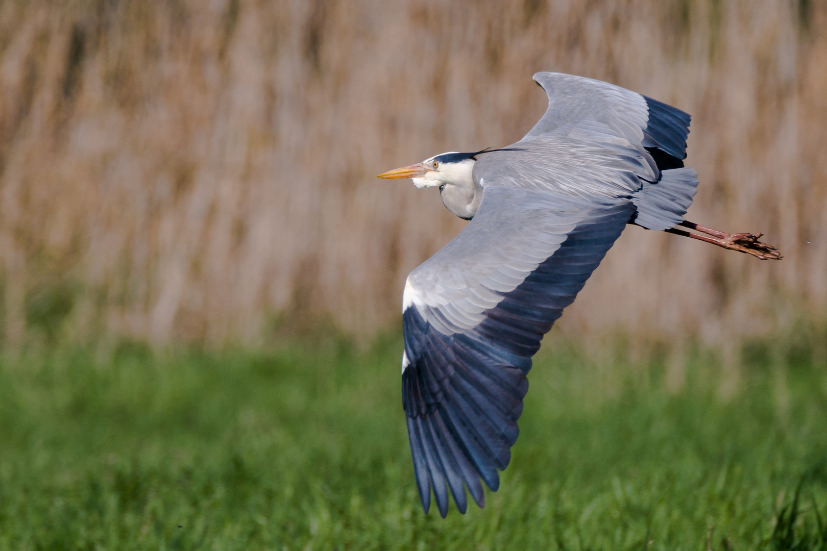 Fliegender Graureiher