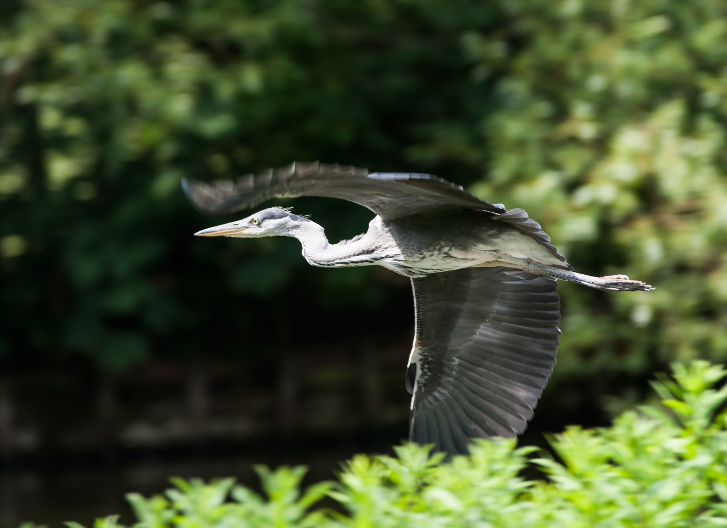 Fliegender Graureiher