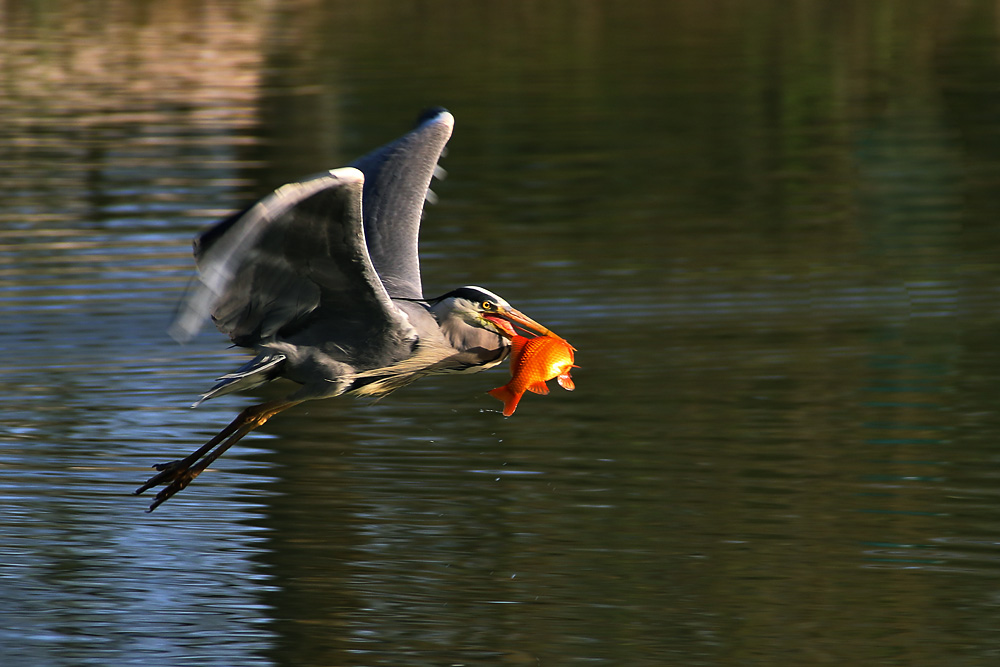 fliegender Graureiher mit Fischbeute im Schnabel