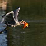 fliegender Graureiher mit Fischbeute im Schnabel