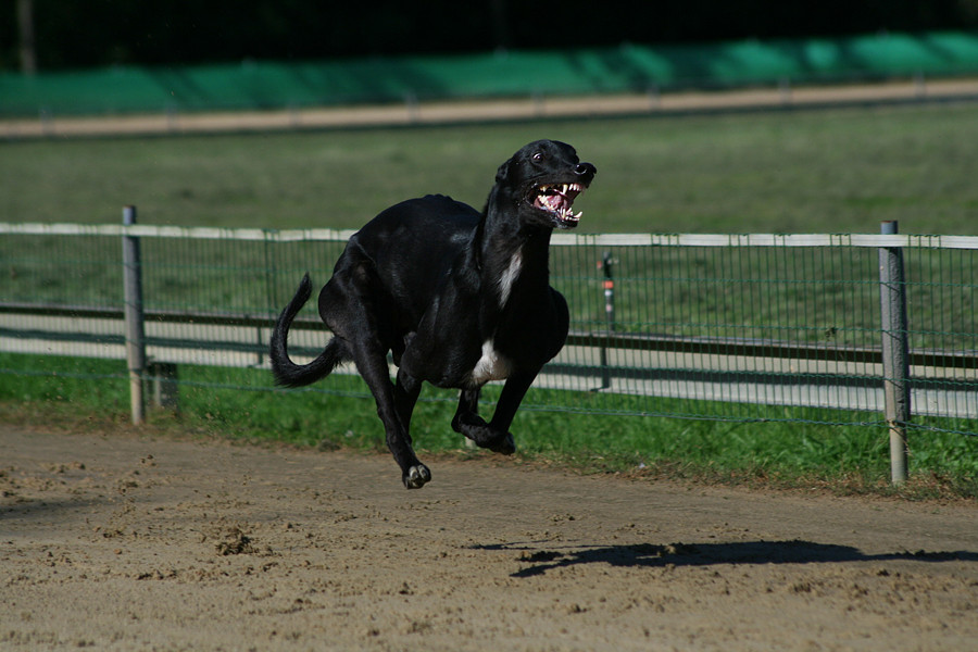 Fliegender Greyhound