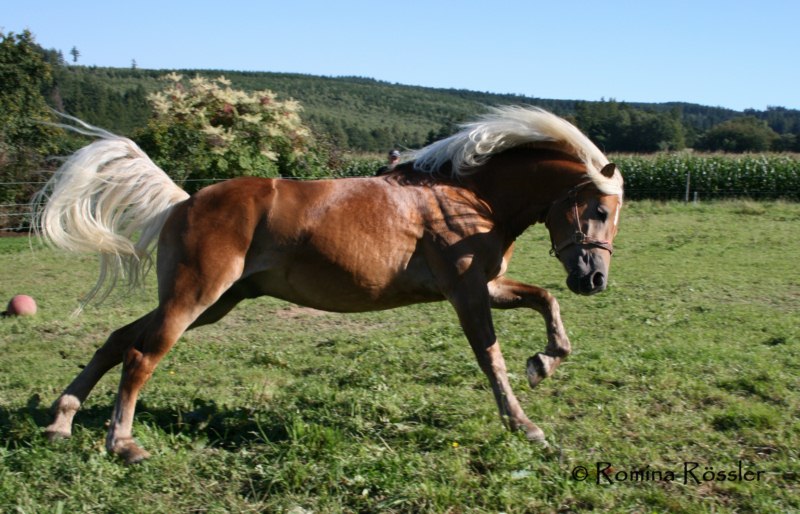 fliegender haflinger hengst :-)