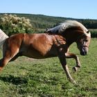 fliegender haflinger hengst :-)