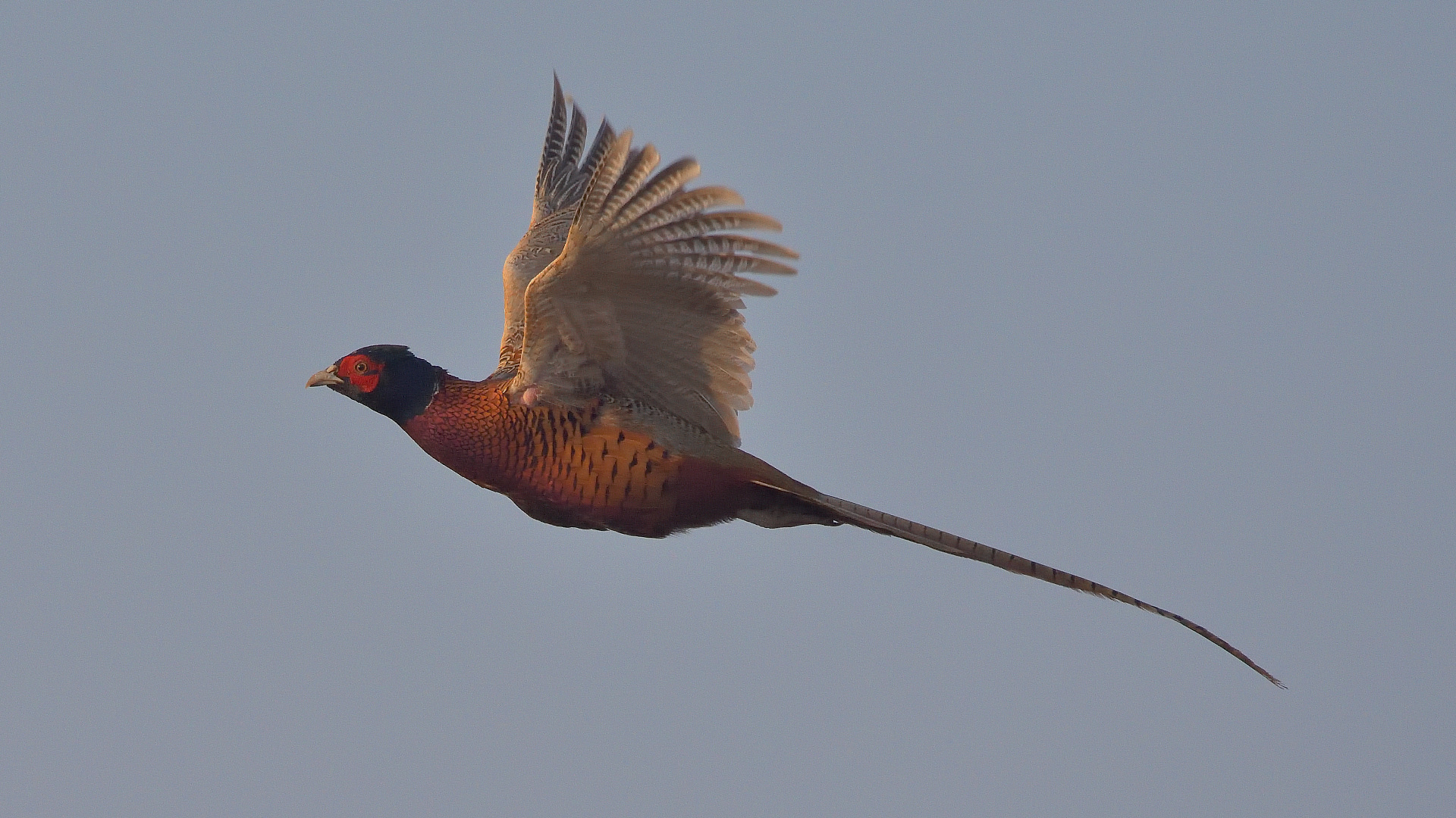 Fliegender Hahn