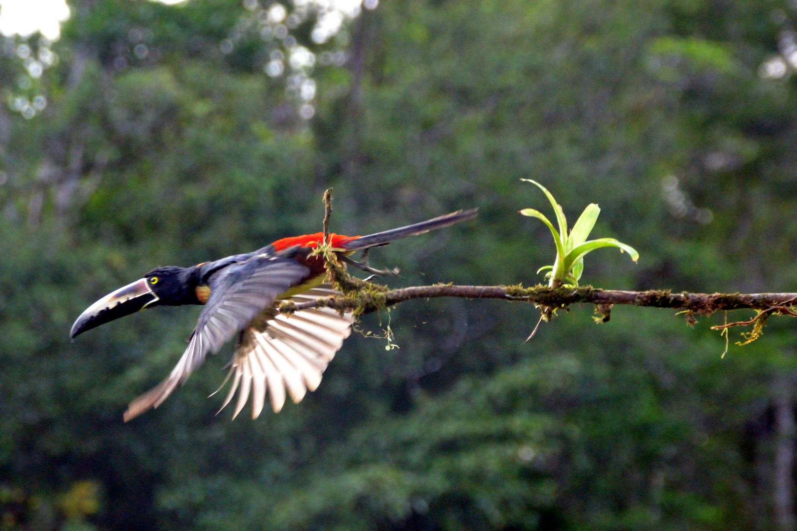 fliegender Halsbandarassari