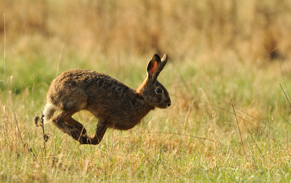 Fliegender Hase