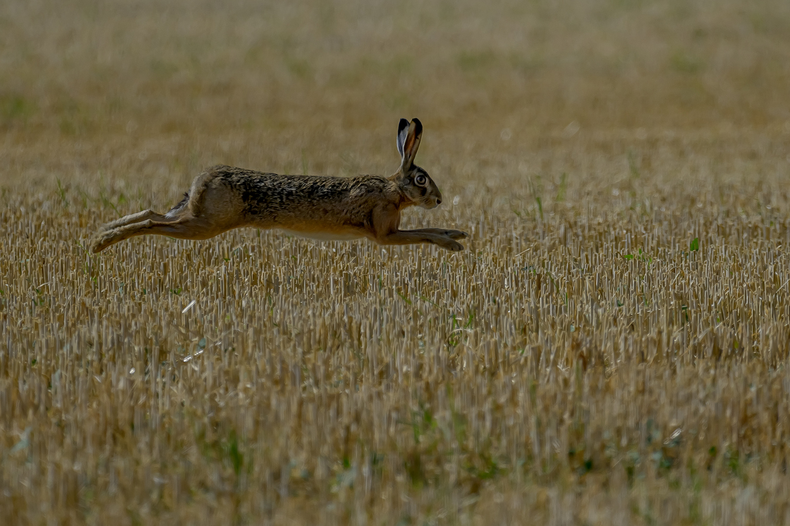 Fliegender Hase