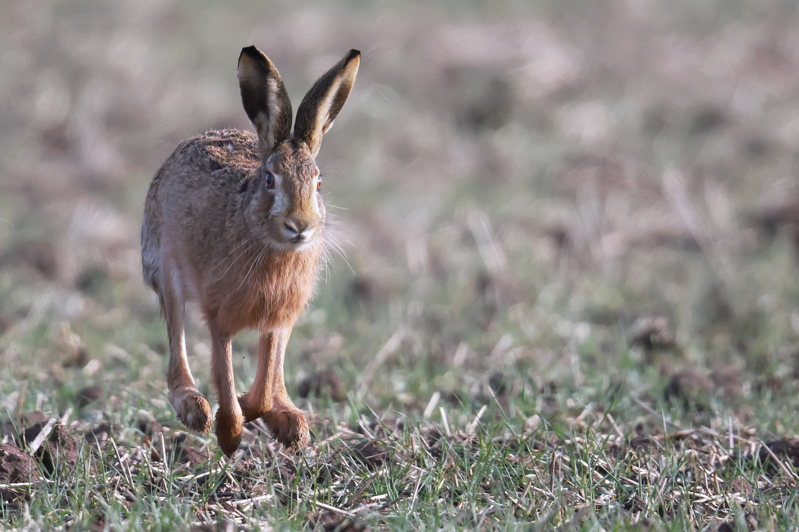 ...fliegender Hase..