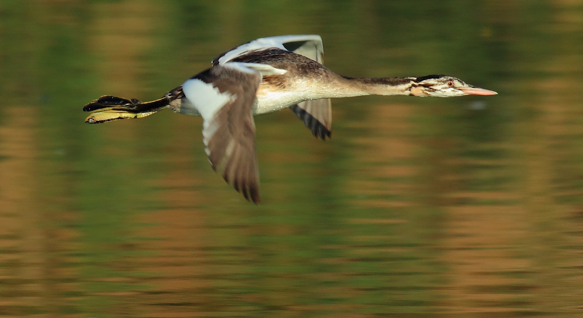 Fliegender Haubentaucher