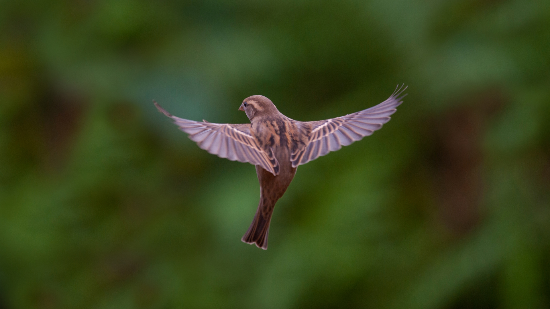 Fliegender Haussperling 3