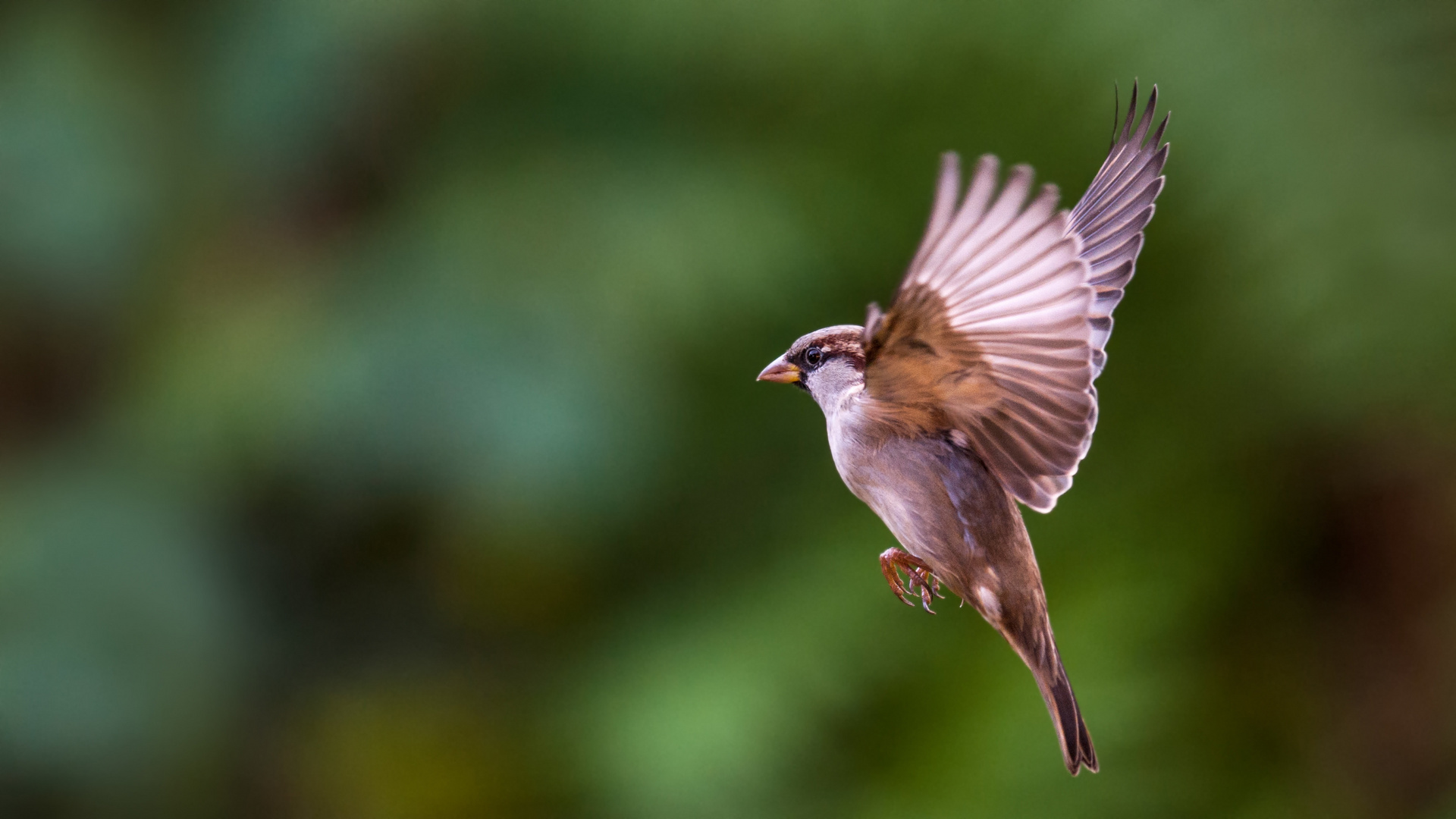 Fliegender Haussperling