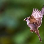 Fliegender Haussperling