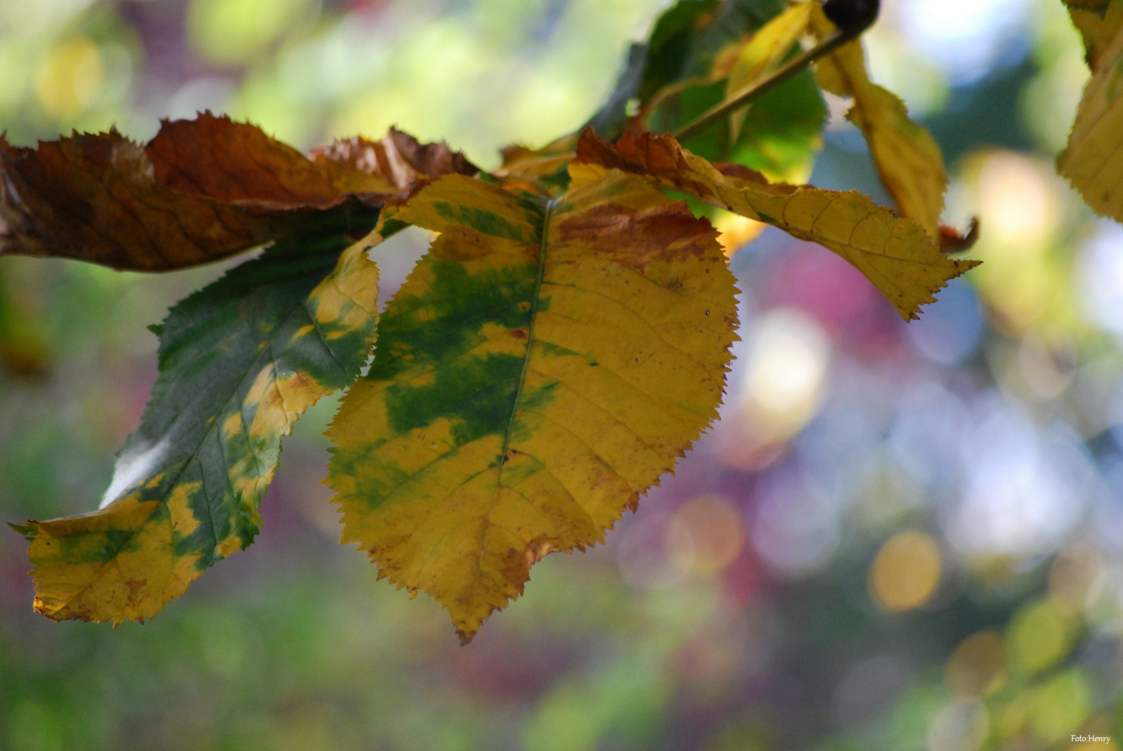 fliegender Herbst / colori