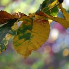 fliegender Herbst / colori