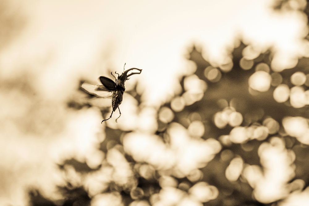 Fliegender Hirschkäfer