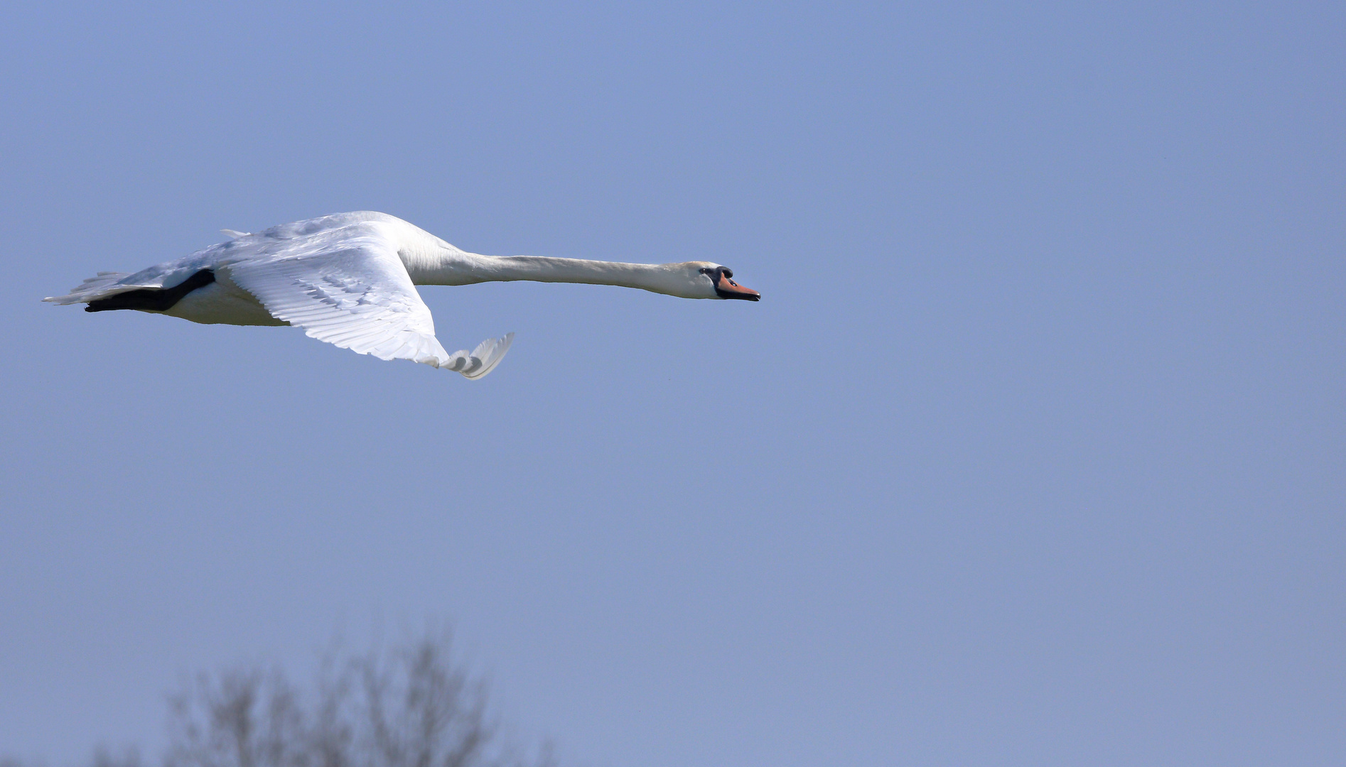 Fliegender Höckerschwan, Cygnus olor über den Ahsewiesen