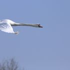 Fliegender Höckerschwan, Cygnus olor über den Ahsewiesen
