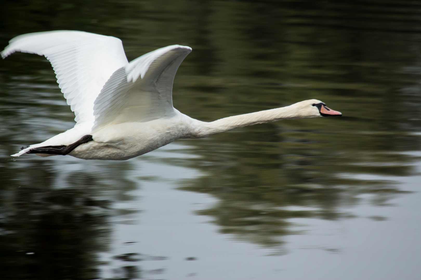 Fliegender Höckerschwan