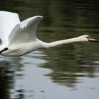 Fliegender Höckerschwan