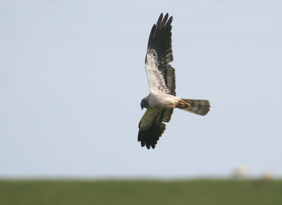 Fliegender Holländer