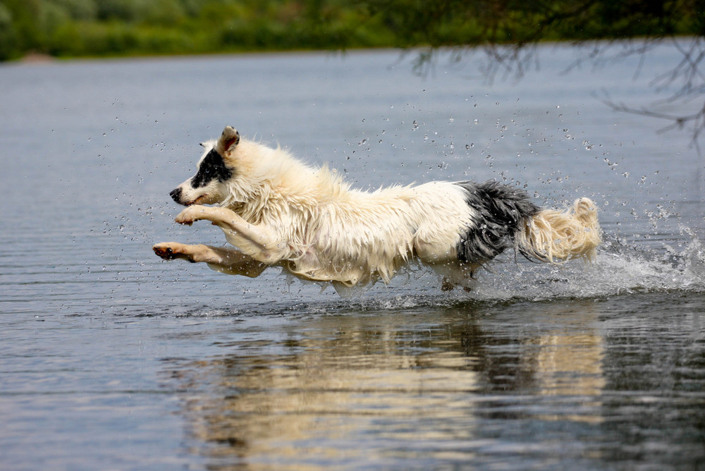 Fliegender Hund