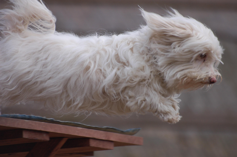 Fliegender Hund