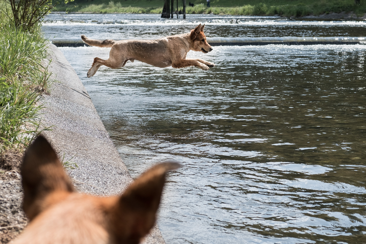 Fliegender Hund