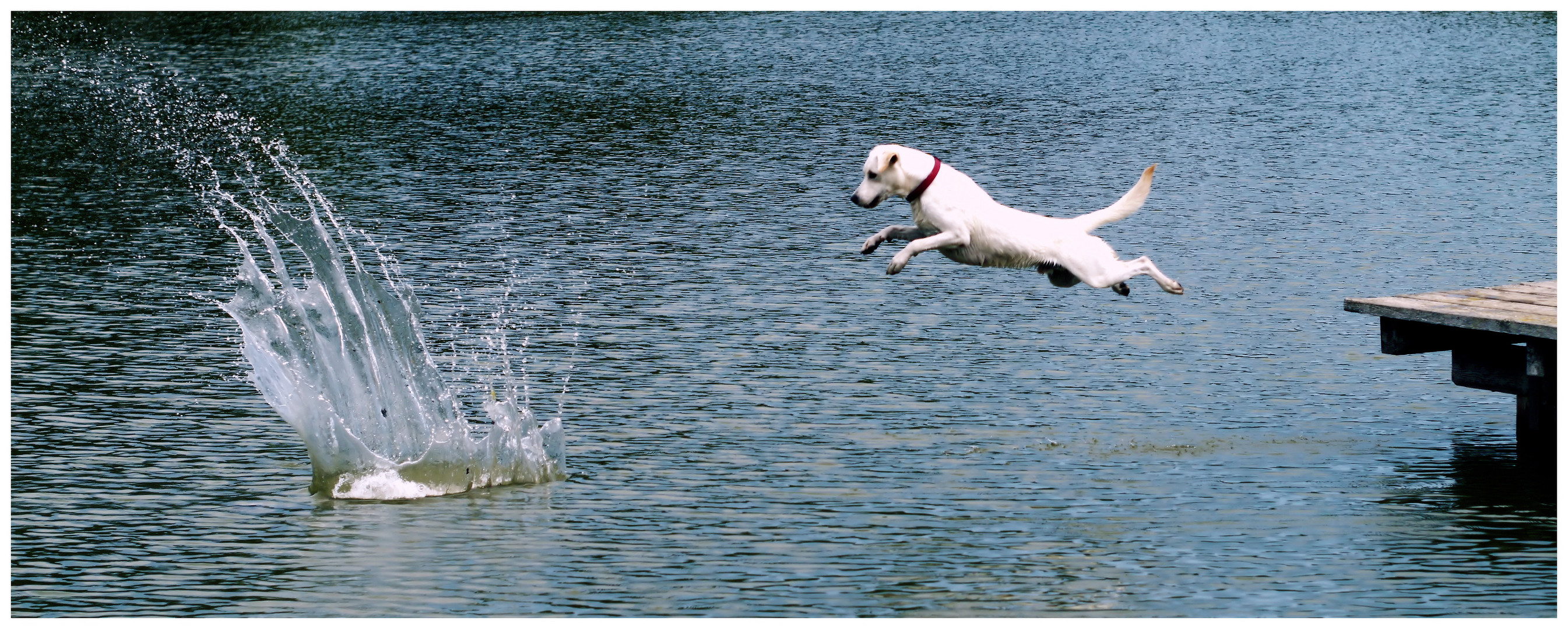 fliegender Hund