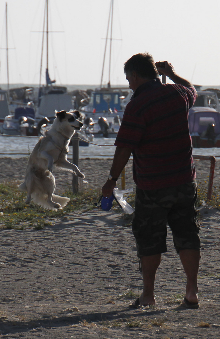 fliegender Hund