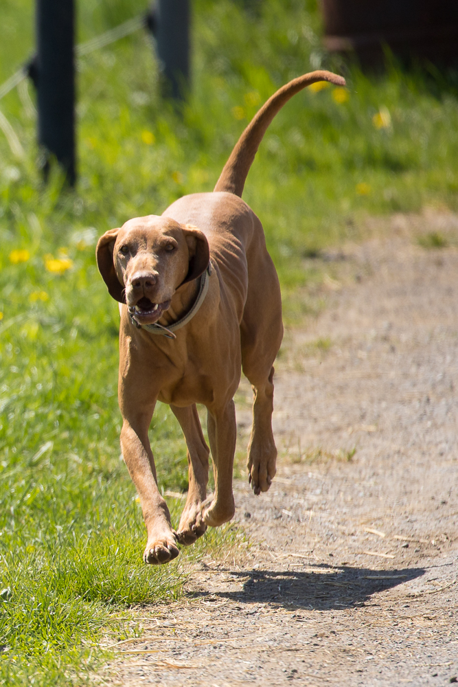 fliegender Hund