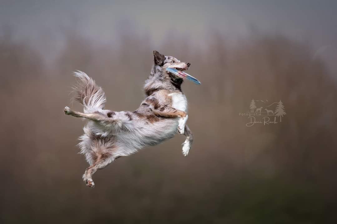 Fliegender Hund