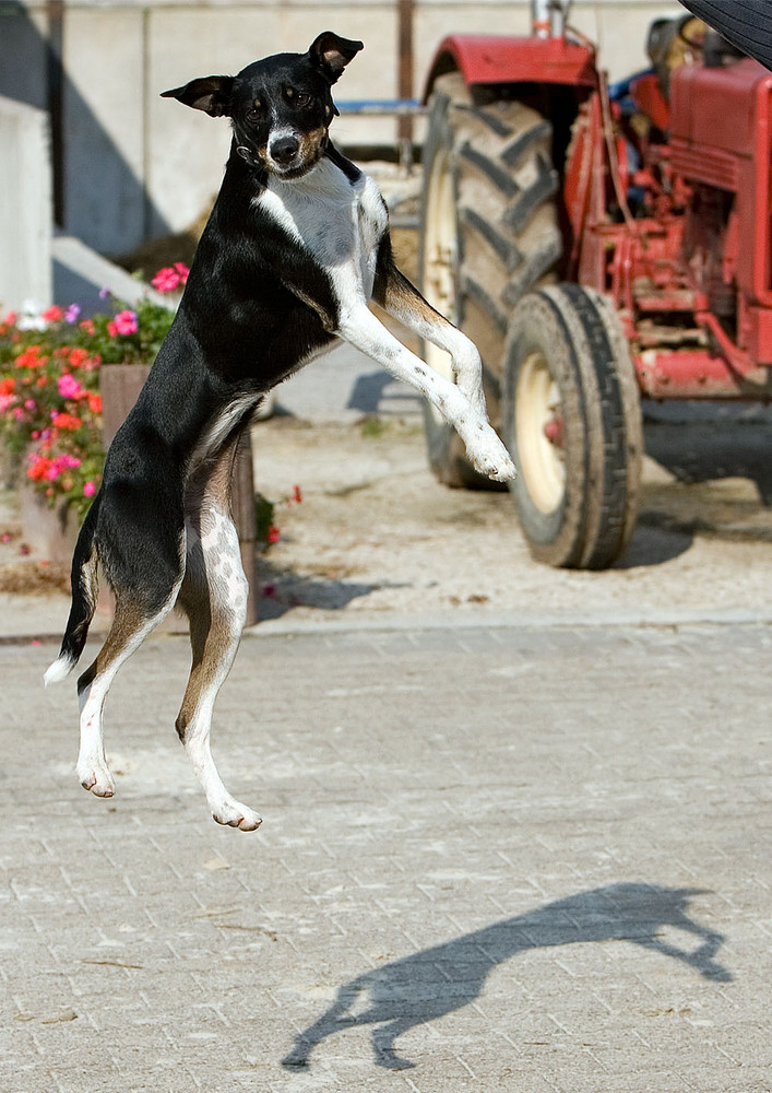 Fliegender Hund