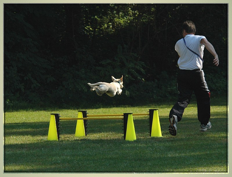 Fliegender Hund