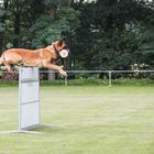 fliegender Hund,