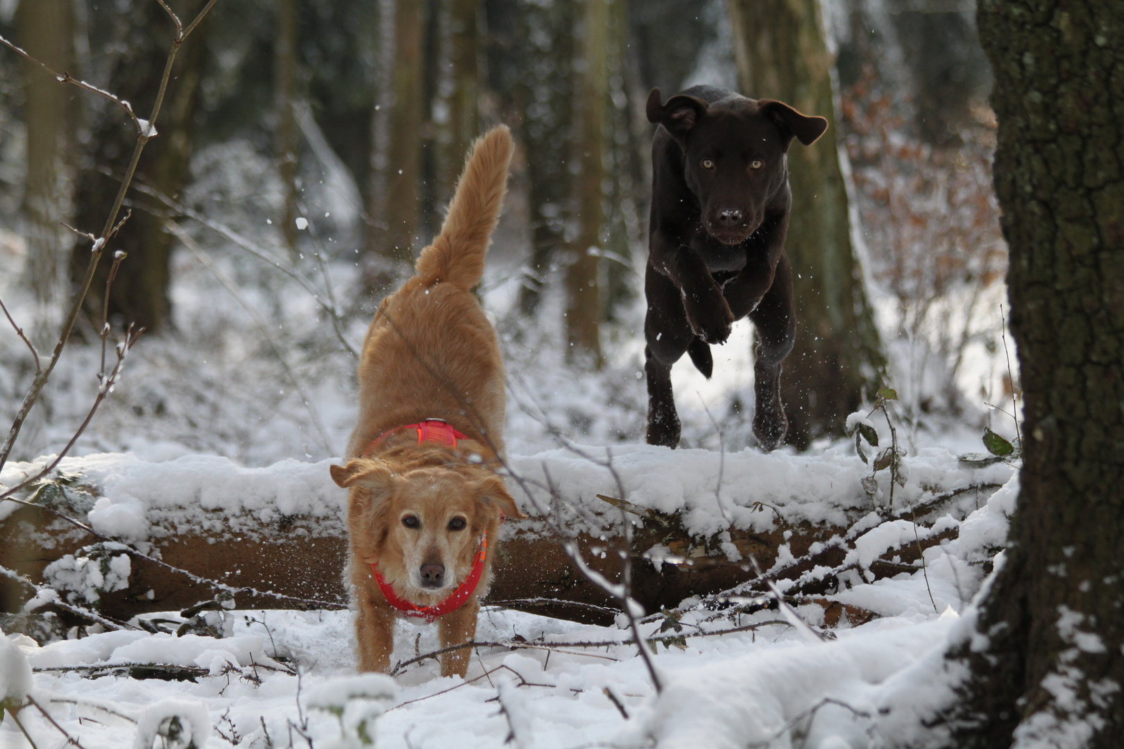 Fliegender Hund