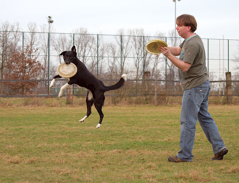 Fliegender Hund